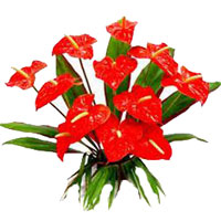 Flowers to India