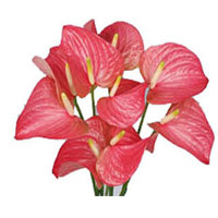 Flowers to India