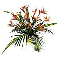 Flowers to India : Send Flowers to India