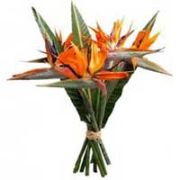 Flowers to India