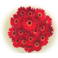 Valentines Day Flowers to India : Valentine Flowers to India