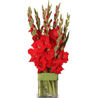 Send Flowers to India