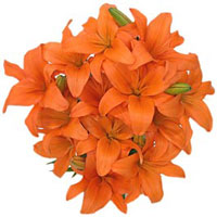 Flowers to India : Send Flowers to India