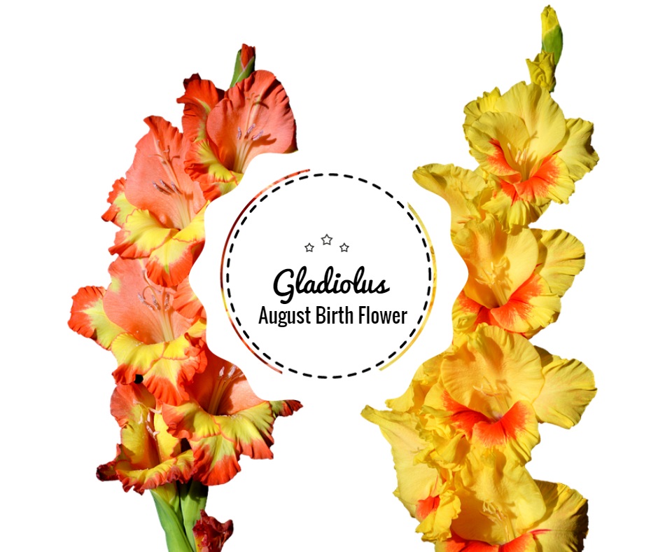 Gladiolus Birth Flower