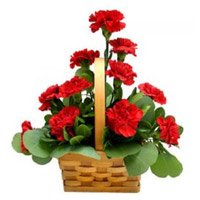 Send Red Carnation Basket 12 Flowers with Rakhi to India
