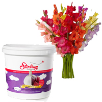 Glads Bouquet with a pack of Sterling Butter Chocolates Cookies in India