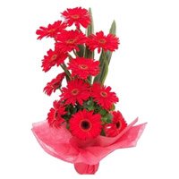 Order Red Gerbera Basket 12 Flowers with Rakhi