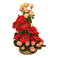 Send Online Rakhi and Red Gerbera Pink Roses Basket 24 Flowers