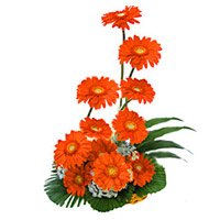 Rakhi with Orange Gerbera Basket 12 Flowers