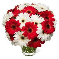 Red White Gerbera in Vase 20 Flowers with Rakhi delivery in India on Rakhi