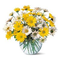 Order Rakhi and Yellow White Gerbera in Vase 24 Flowers