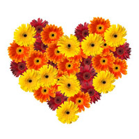 Send Valentine's Day Flowers Heart Arrangement of 50 Mixed Gerbera to India