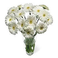 Send Rakhi and White Gerbera in Vase 12 Flowers to India on Raksha Bandhan