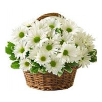 Rakhi with White Gerbera Flower Delivery to India