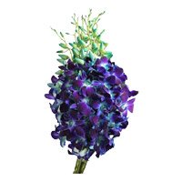 Valentine's Day Flowers 20 Stems of Blue Orchid in a Bunch