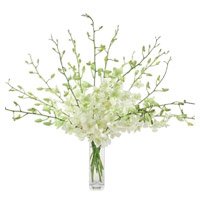 Rakhi and White Orchid Vase 10 Flowers to India on Rakhi